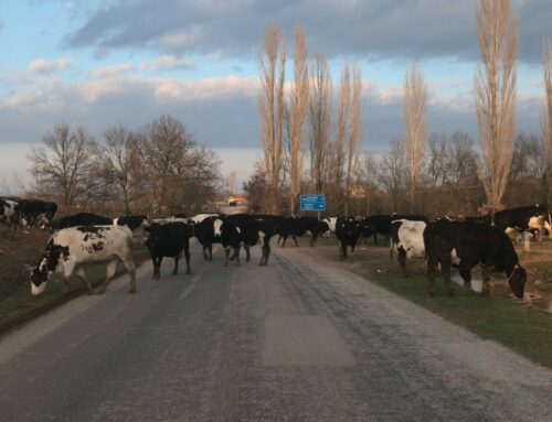 Wieder in Bulgarien